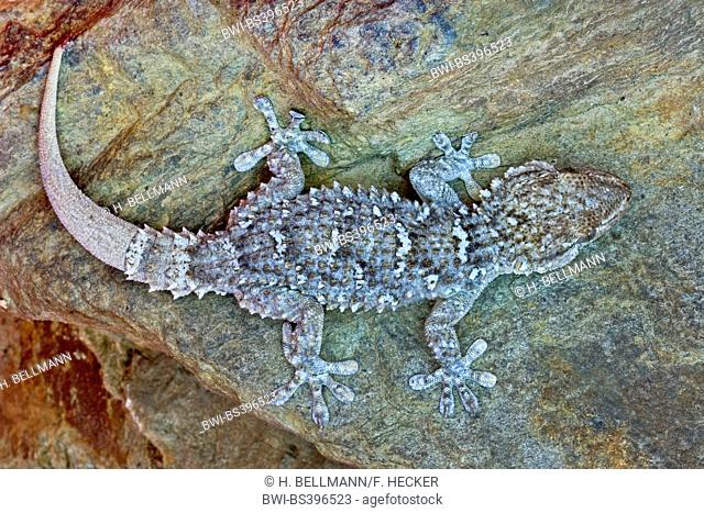 Common wall gecko, Moorish gecko, Moorish Wall Gecko, Salamanquesa, Crocodile gecko, European common gecko, Maurita naca gecko (Tarentola mauritanica), portrait