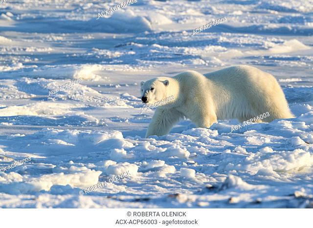 Polar bear (Ursus maritimus), west coast Hudson Bay, south of Arviat, Nunavut, Canada