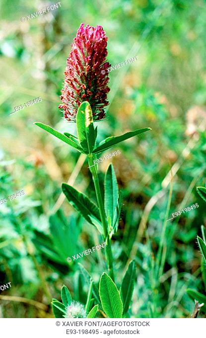 Red trefoil (Trifolium rubens)