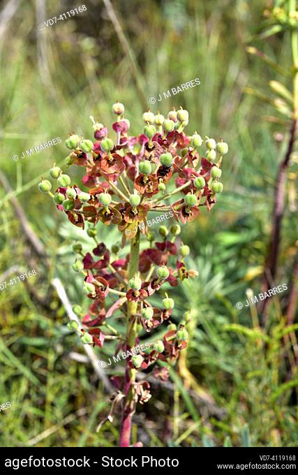 Mediterranean spurge (Euphorbia characias) is an evergreen shrub native to Mediterranean region. Fruits detail. This photo was taken in Alquezar, Huesca, Aragon