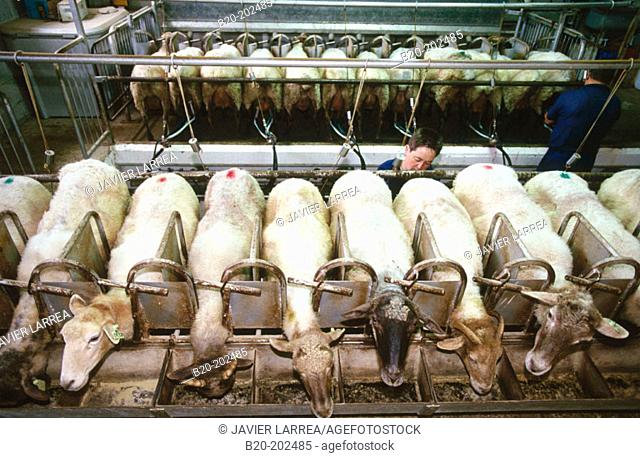 Milking of sheep (Latxa breed). Legazpi. Guipúzcoa. Spain
