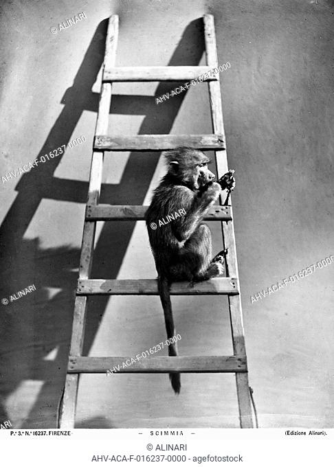 A monkey on the step of a ladder, shot 1915-1920 ca. by Alinari, Fratelli