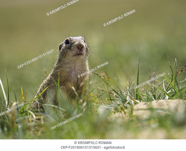 The European ground squirrel (Spermophilus citellus), also known as the European souslik.  (CTK Photo/Roman Krompolc)