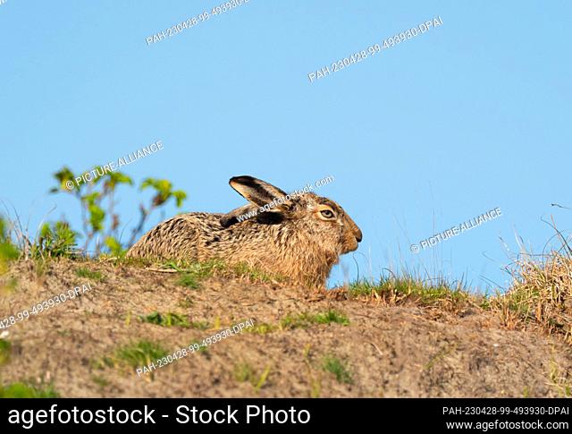 14 April 2023, Lower Saxony, Wangerooge: 14.04.2023, Wangerooge. A brown hare (Lepus europaeus) squats in the dunes on the North Sea island of Wangerooge