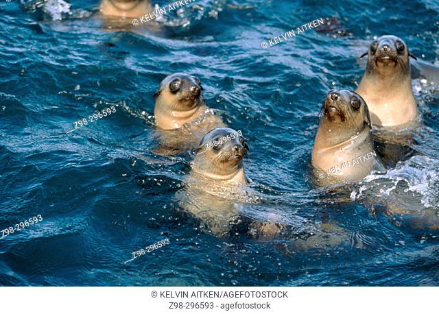 Australian fur seal (Arctocephalus pusillus doriferus) pups playing at the surface