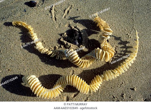 Egg cases of Channeled Whelk on beach (Busycon canaliculata) Montauk, Long Island, New York