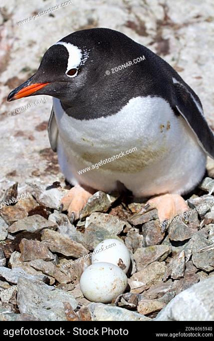 Gentoo penguin female near the nest in which two eggs on the Antarctic island