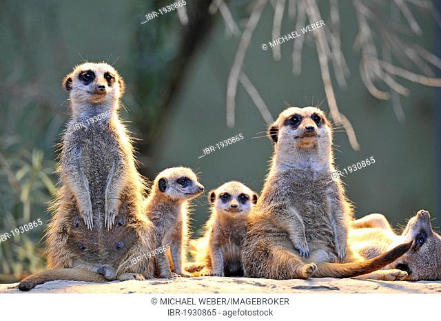 Meerkats (Suricata suricatta), family with young