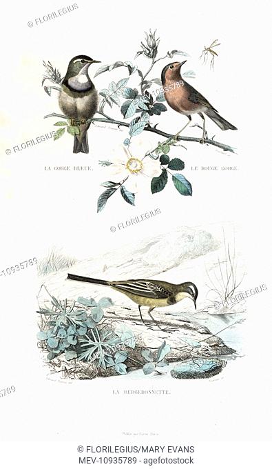 Bluethroat, robin and western yellow wagtail. Handcolored engraving on steel by Annedouche after a drawing by Edouard Travies from Richard's New Edition of the...