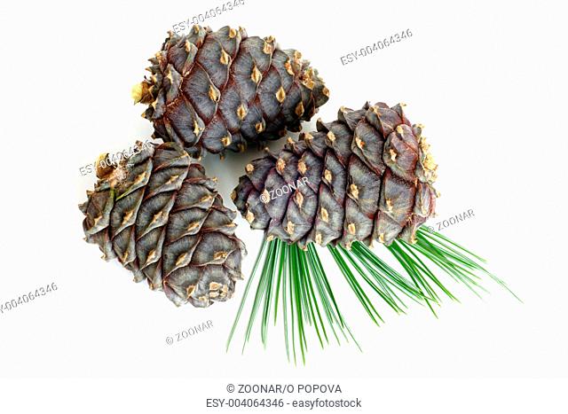 Siberian pine branch with cones