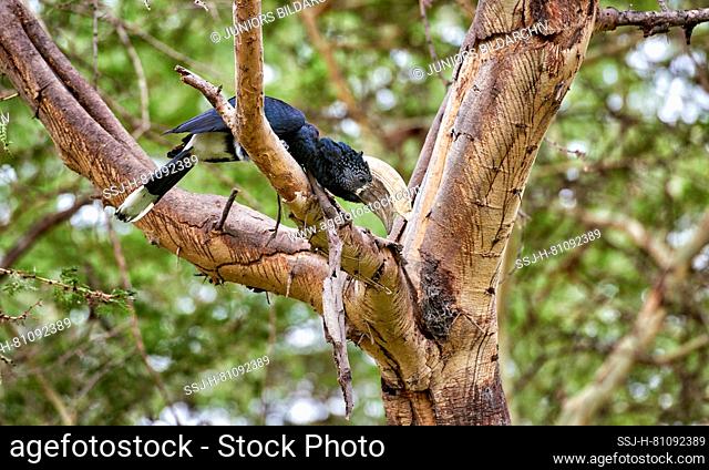 Silvery-cheeked hornbill .(Bycanistes brevis) in a tree. Lake Manyara National Park, Tanzania, Africa