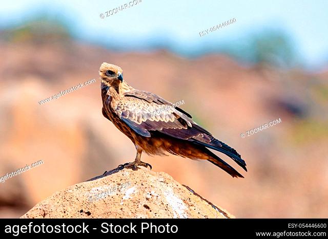 bird of prey Black kite sittings on rock, Milvus migrans, Ethiopia safari wildlife