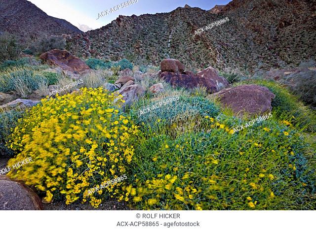 Anza-Borrego Desert State Park, California, USA