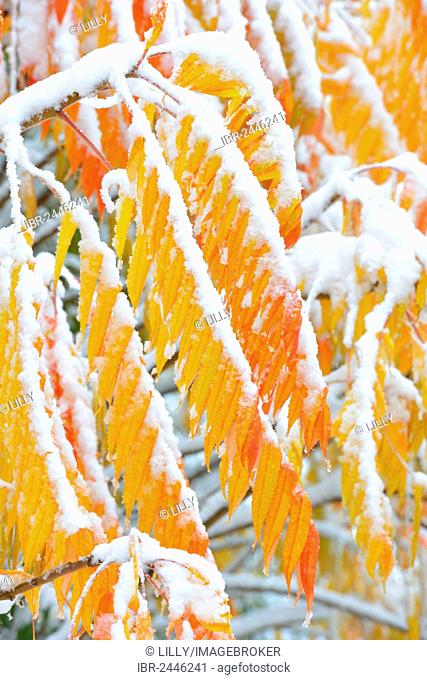 Snow-covered Staghorn Sumac (Rhus typhina) in autumn, Baden-Wuerttemberg, Germany, Europe