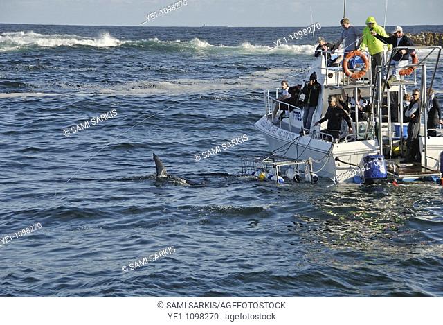 Great White Shark Carcharodon carcharias dorsal fin swimming by boat with diving cage, Gansbaii, Dyer Island, South Africa