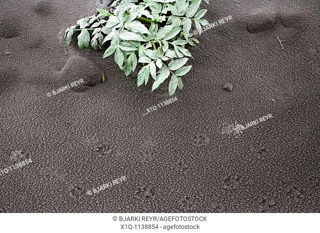 Thorsmork - Iceland, June 9, 2010 : Volcanic ash from Eyjafjallajokull volcano is still blowing around south and southwest Iceland  Plants and animals are...