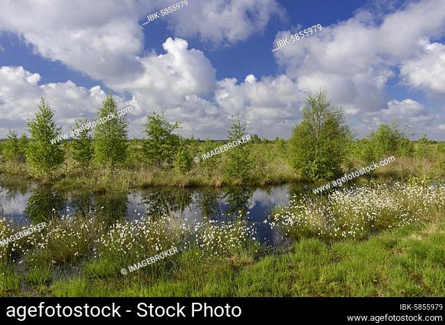 Fruitful cotton grass and cumulus clouds in spring in the moor, Oldenburger Münsterland, Goldenstedter Moor, Goldenstedt, Lower Saxony, Germany, Europe