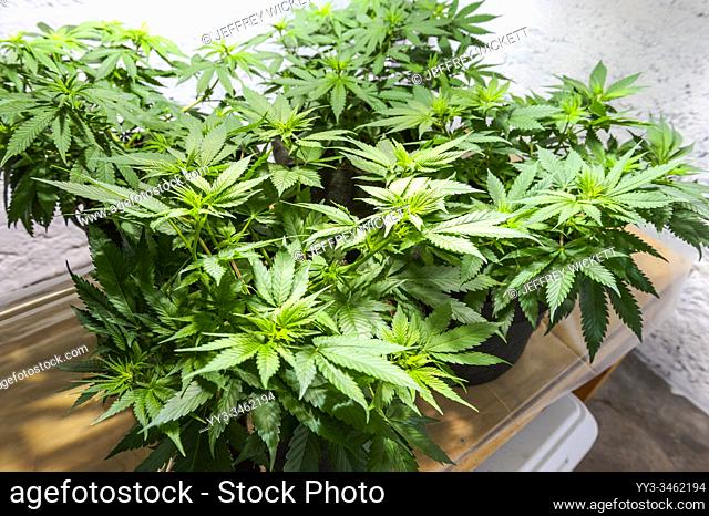 Medical marijuana cultivation under high intensity discharge, metal halide grow lights