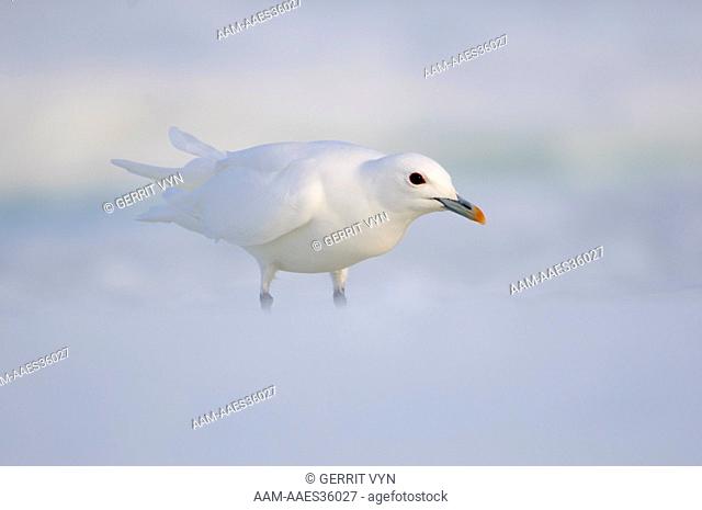 Adult Ivory Gull (Pagophila eburnea). This arctic dependent species appears to be declining rapidly due to climate change. Resolute, Nunavut, Canada
