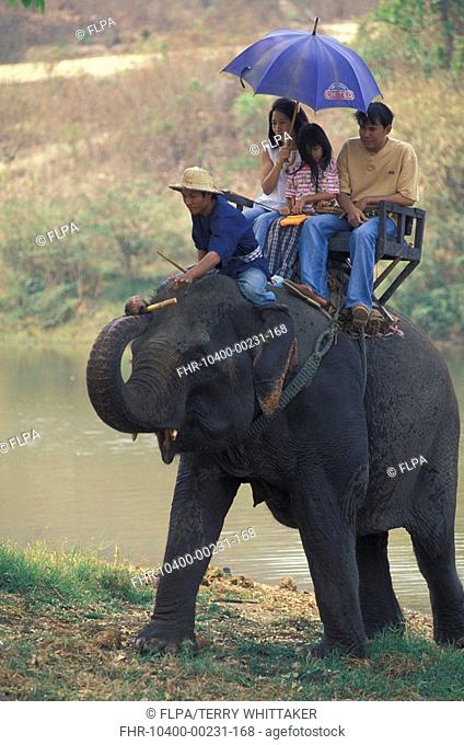 Domestic Asian Elephant Elephas maximus At the Thai Elephant Conservation Centre