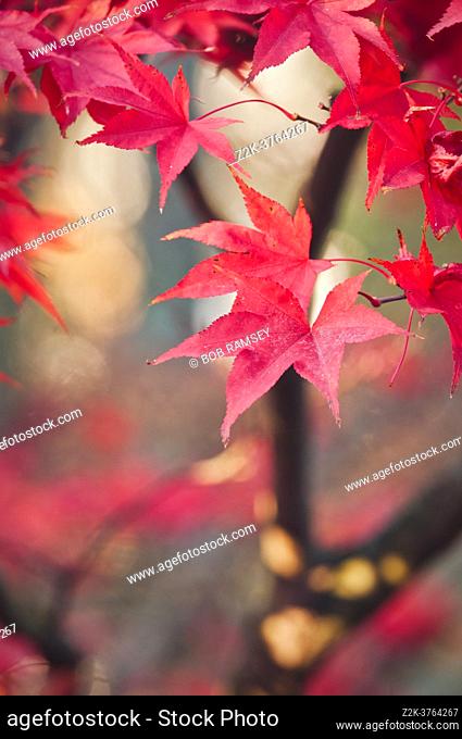 Acer palmatum or Japanese maple leaves during fall season