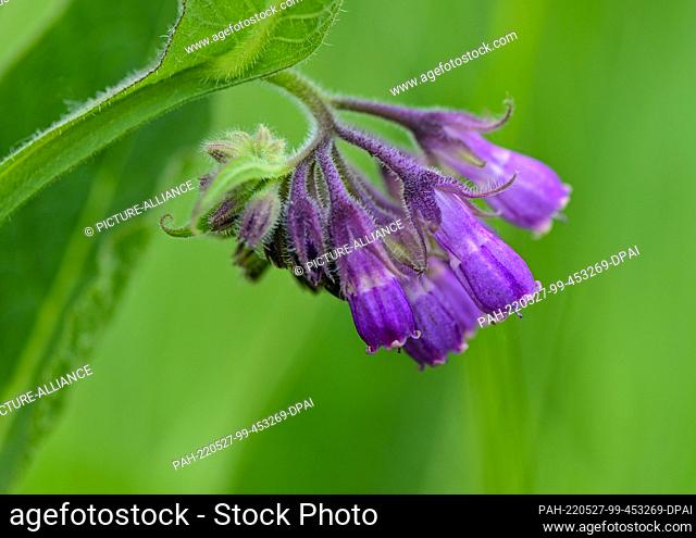 26 May 2022, Brandenburg, Mallnow: Flowers of comfrey (Symphytum officinale), also called common comfrey. Photo: Patrick Pleul/dpa