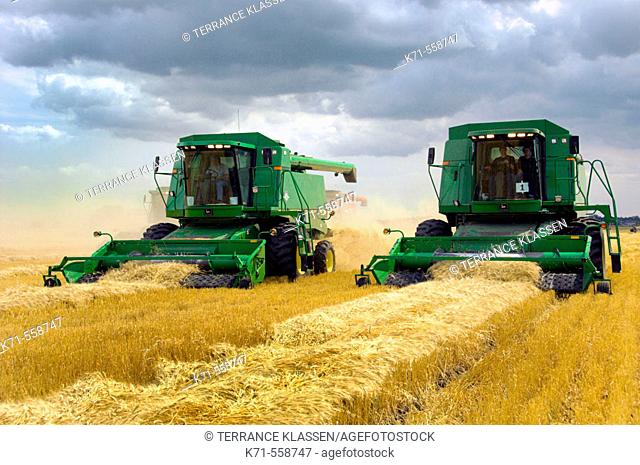 John Deere combines harvesting wheat on a field near Winkler in southern Manitoba. Canada