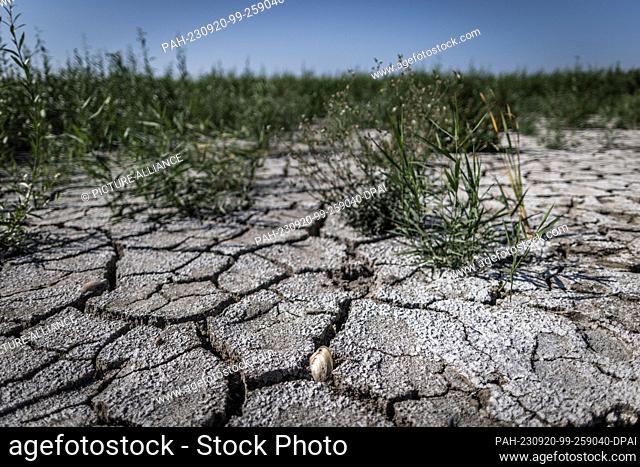 17 September 2023, Ukraine, Saporischschja: A shell lies on a piece of ground that dried up after the breach of the Kachowka dam