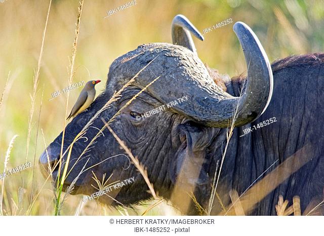 Red-billed Oxpecker (Buphagus erythrorhynchus) on the nose of an African buffalo, affalo or cape buffalo (Syncerus caffer), Hluhluwe-Imfolozi National Park