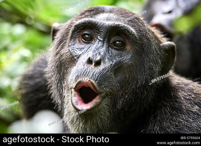 Chimpanzee (Pan troglodytes schweinfurthii) male vocalising, Kibale National Park, Uganda, Africa