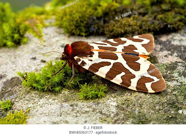 Garden tiger moth (Arctia caja), on a mossy stone, Germany, Rhineland-Palatinate