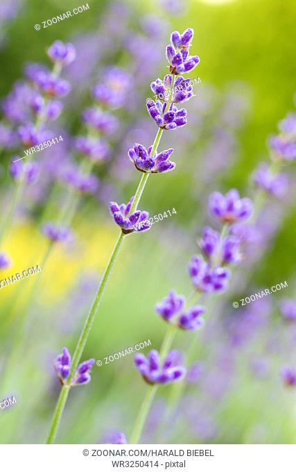 Lavendel im Garten, geringe DOF