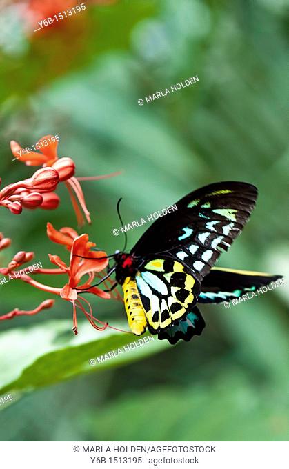Common Green Birdwing Ornithoptera priamus