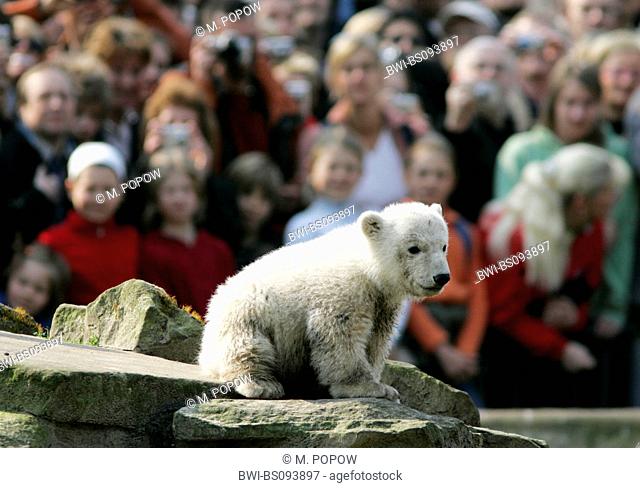 polar bear (Ursus maritimus), offspring Knut in the Berlin Zoo, Germany, Berlin