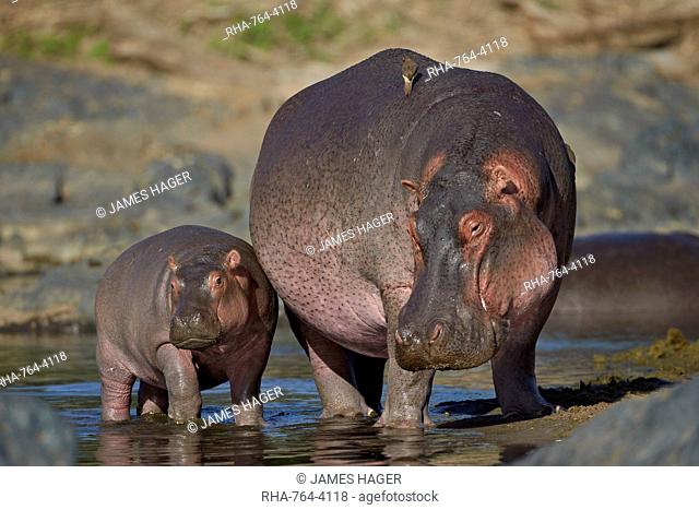 Hippopotamus (Hippopotamus amphibius) mother and calf, Serengeti National Park, Tanzania, East Africa, Africa