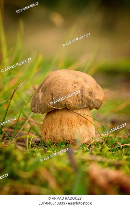 Nice porcini mushroom on the forest
