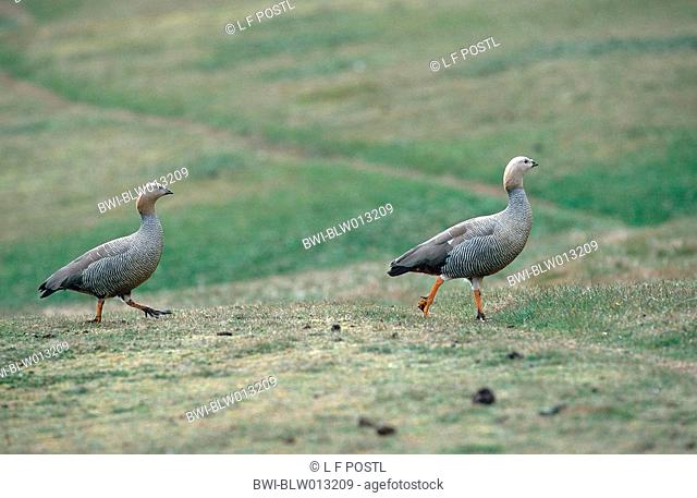 Magellan goose Chloephaga picta, Nov 98
