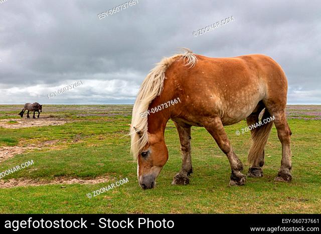 Pferd auf der Weide auf Juist, Ostfriesische Inseln, Deutschland. Horse on the salt meadows at the wadden sea on Juist, East Frisian Islands, Germany