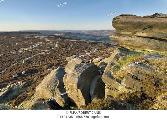 View of upland gritstone escarpment, sheep grazing on moorland, Stanage Edge, Peak District, Derbyshire, England, march