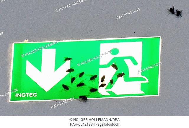 House flies sit on a lit emergency exit sign in a room filled with house flies at the Sprengel Museum in Hanover, Germany, 28 January 2016