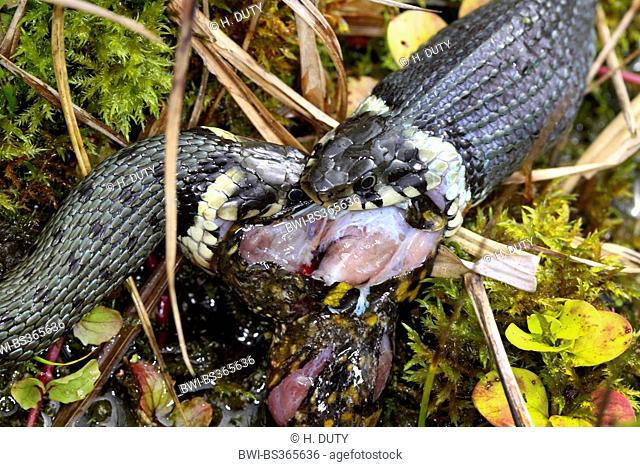 grass snake (Natrix natrix), series picture 12, two snakes fighting for a frog, Germany, Mecklenburg-Western Pomerania