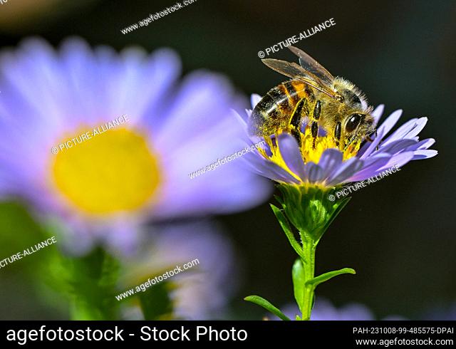 08 October 2023, Brandenburg, Sieversdorf: A honey bee forages for nectar on a blooming autumn aster in the midday sun. Photo: Patrick Pleul/dpa