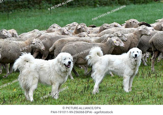 11 October 2019, Baden-Wuerttemberg, Michelfeld: Two guard dogs guard a flock of sheep. As part of a certification process for guard dogs