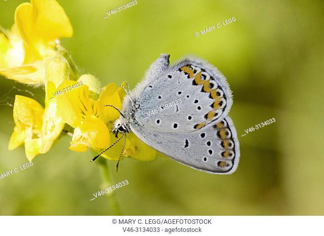 Reverdin't Blue, Plebejus argyrognomon. Reverdin's Blue, Plebejus argyrognomon, a small blue butterfly with markings similar to Idas Blue, Plebejus idas