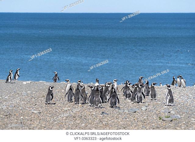Group of Magellanic penguins on their way to the South Atlantic Ocean at Cabo Virgenes Provincial Reserve. Rio Gallegos, Santa Cruz, Argentina