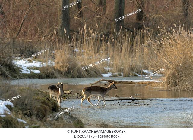Fallow Deer (Dama dama), doe and calf, Danube wetlands, Donau Auen National Park, Lower Austria, Austria, Europe