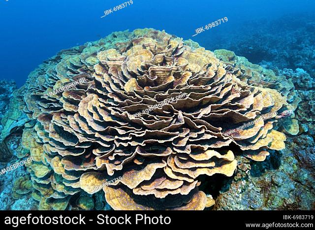 Green Eyed Cup Coral (Mycedium elephantotus), Red Sea, Aqaba, Kingdom of Jordan