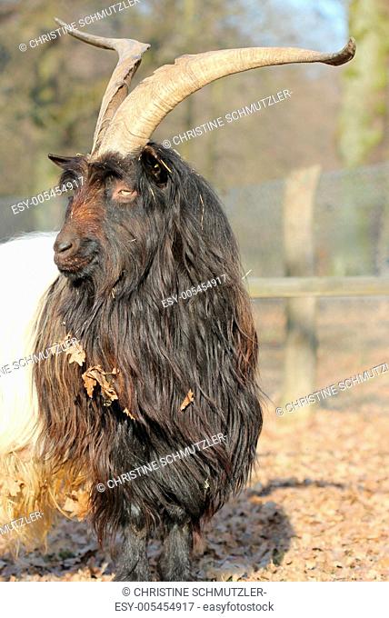 399 Black Goat Long Hair Stock Photos - Free & Royalty-Free Stock Photos  from Dreamstime