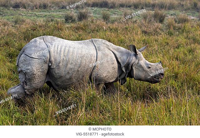 Indian rhinoceros (Rhinoceros unicornis) in Kaziranga NP, Assam, India. - 03/08/2007