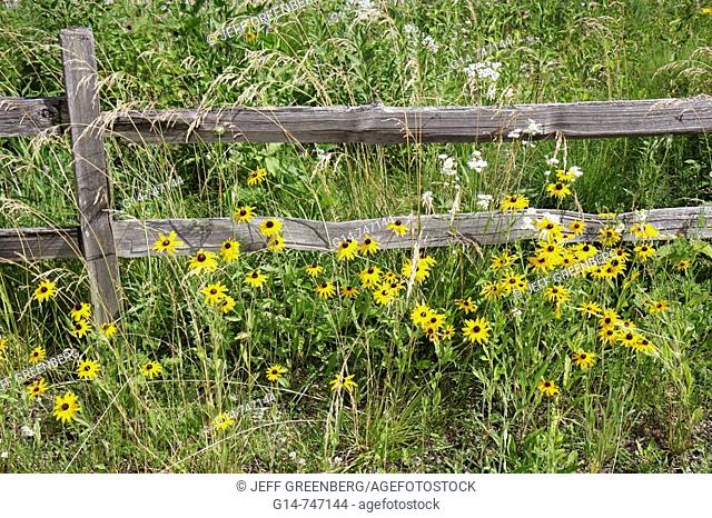 Wisconsin, Kenosha, Kansasville, Richard Bong State Recreation Area, prairie flowers